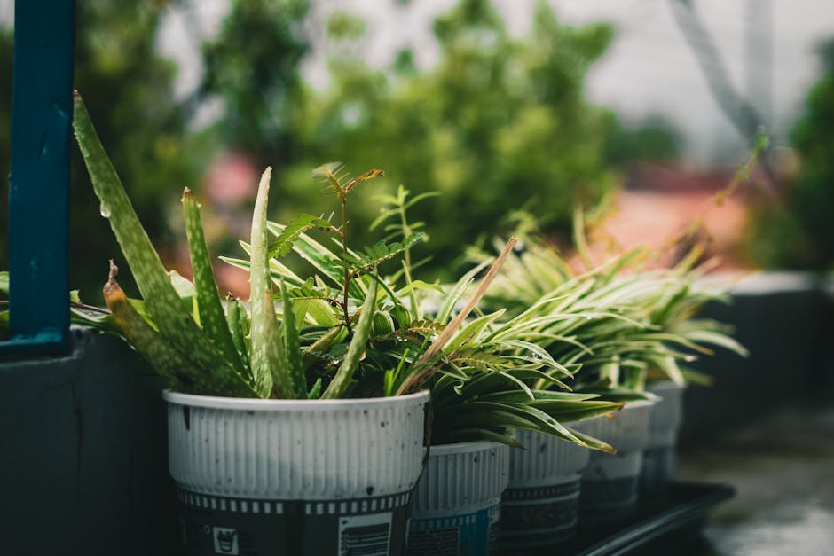 A close-up view of several white plastic flower pots placed on a balcony ledge. The pots contain a variety of green plants, including aloe vera with thick, pointed, spiky leaves, and other leafy folia