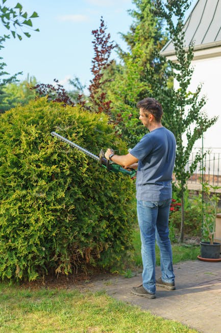 A man wearing a dark blue t-shirt and jeans is trimming a large, dense green shrub with electric hedge clippers in a well-maintained garden. The shrub has a rounded shape, and the cutting action revea